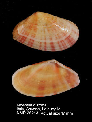 Moerella distorta.jpg - Moerella distorta(Poli,1791)